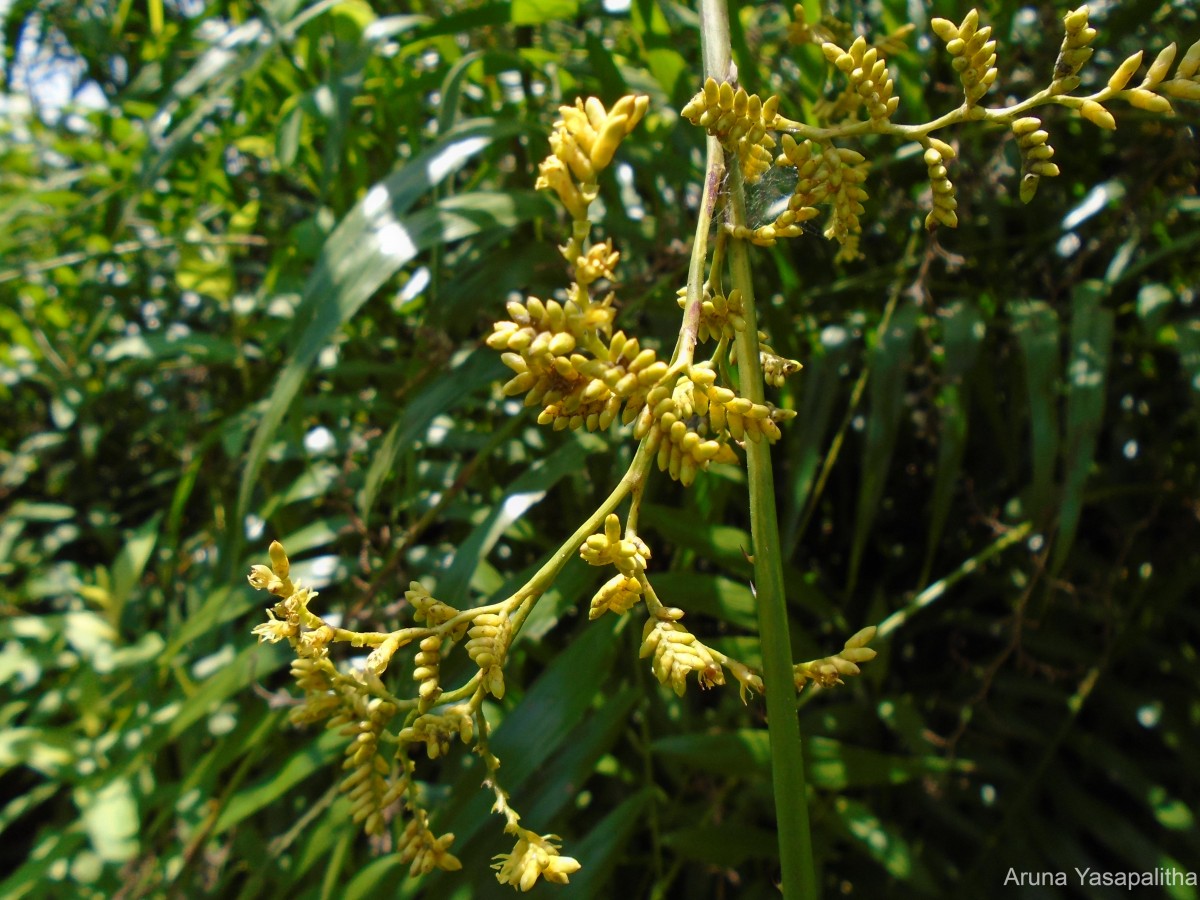 Calamus rotang L.